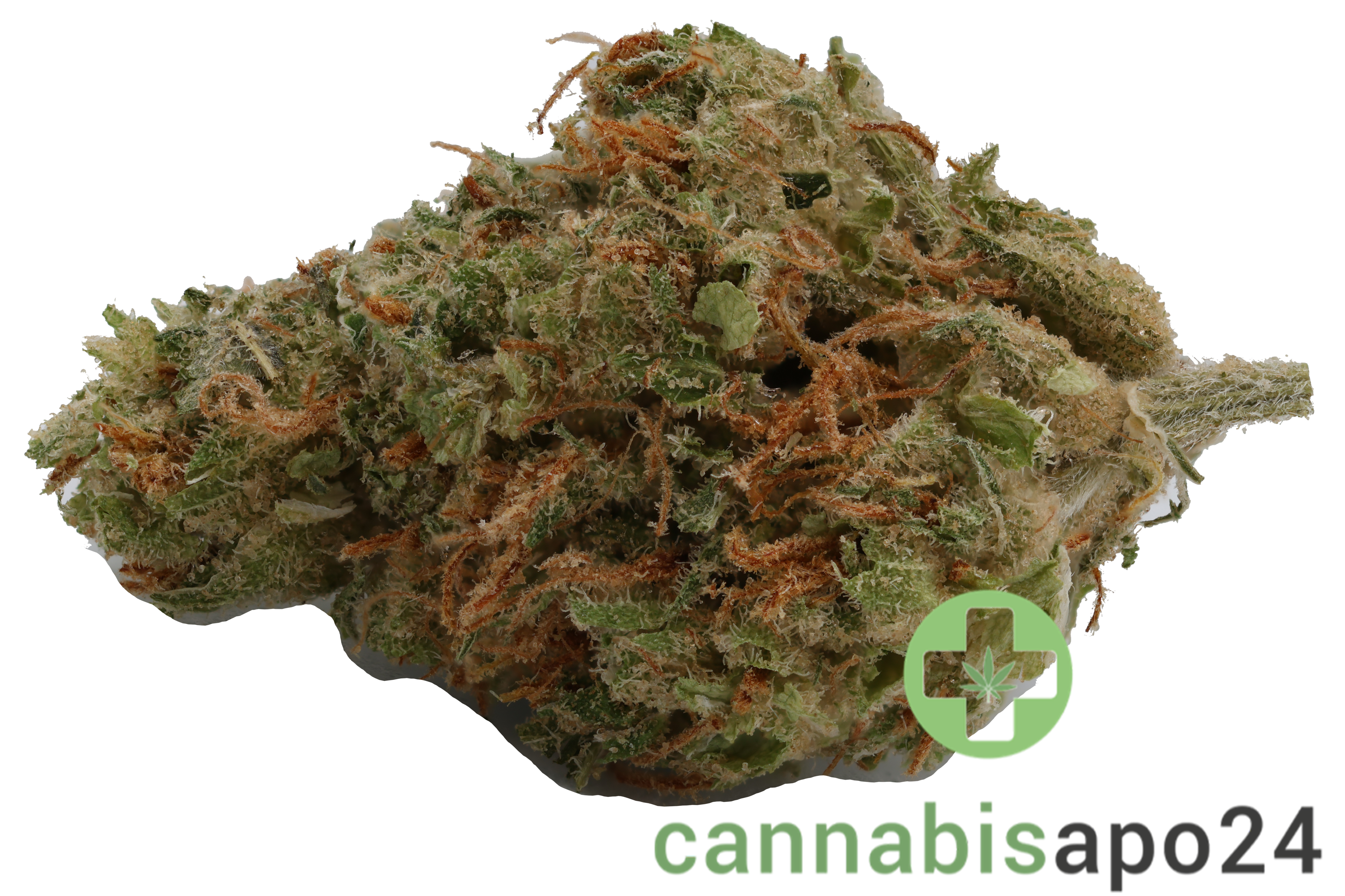 420 Evolution 27/1 CA STR - Star Struck