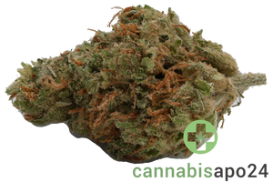 420 Evolution 27/1 CA STR - Star Struck