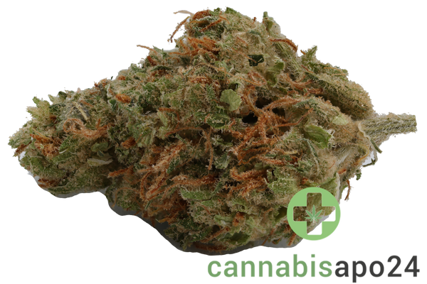 420 Evolution 27/1 CA STR - Star Struck