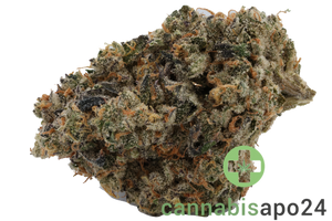 420 Evolution 27/1 CA FLM
