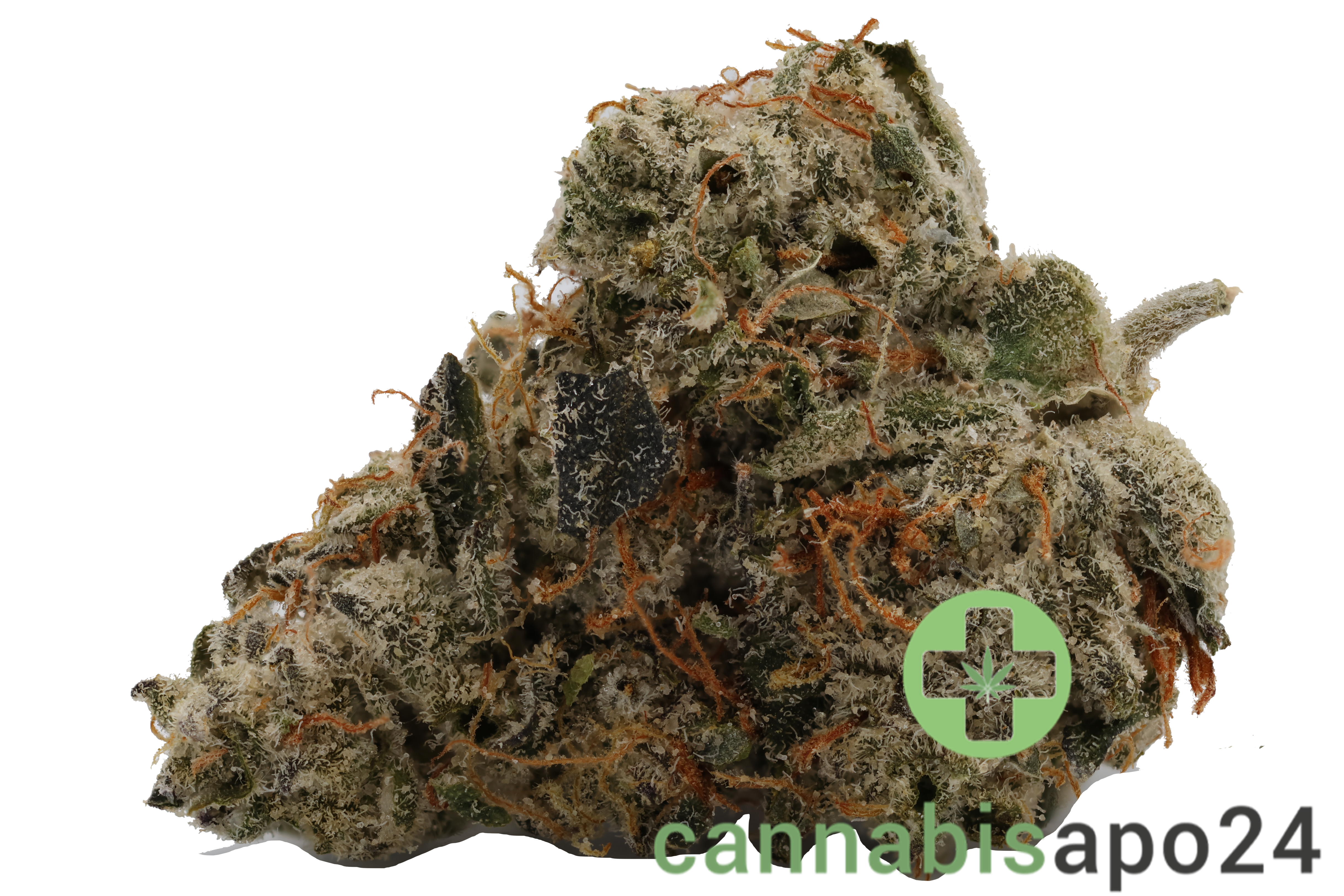 420 Evolution 27/1 CA ICC