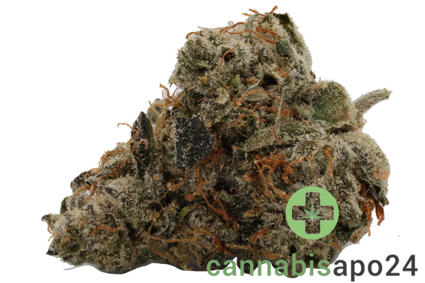 420 Evolution 27/1 CA ICC