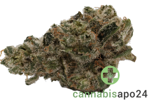 420 Evolution 27/1 CA WES