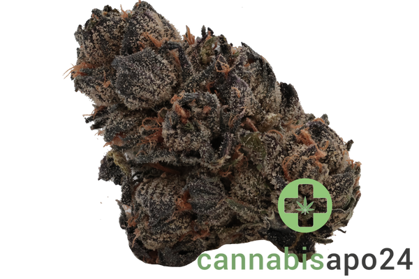420 Evolution 20/1 CA LCG Lemon Cherry Gelato
