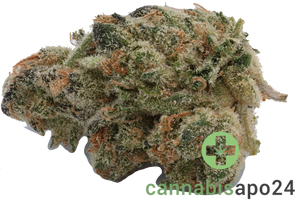 420 Evolution 20/1 CA PLD