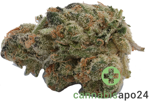 420 Evolution 20/1 CA PLD