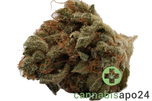 420 Evolution 30/1 CA BUL