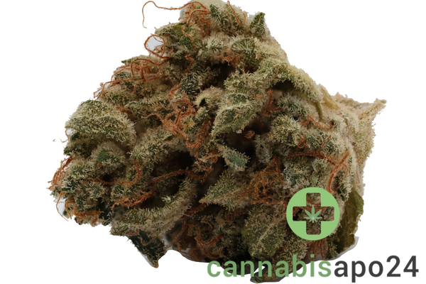 420 Evolution 30/1 CA BUL