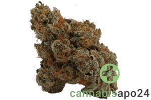 420 Evolution 30/1 CA PCH