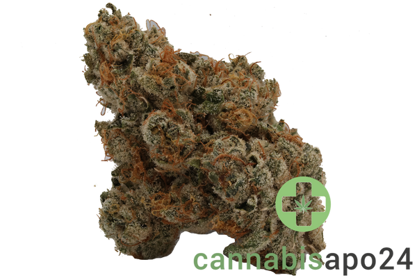 420 Evolution 30/1 CA PCH