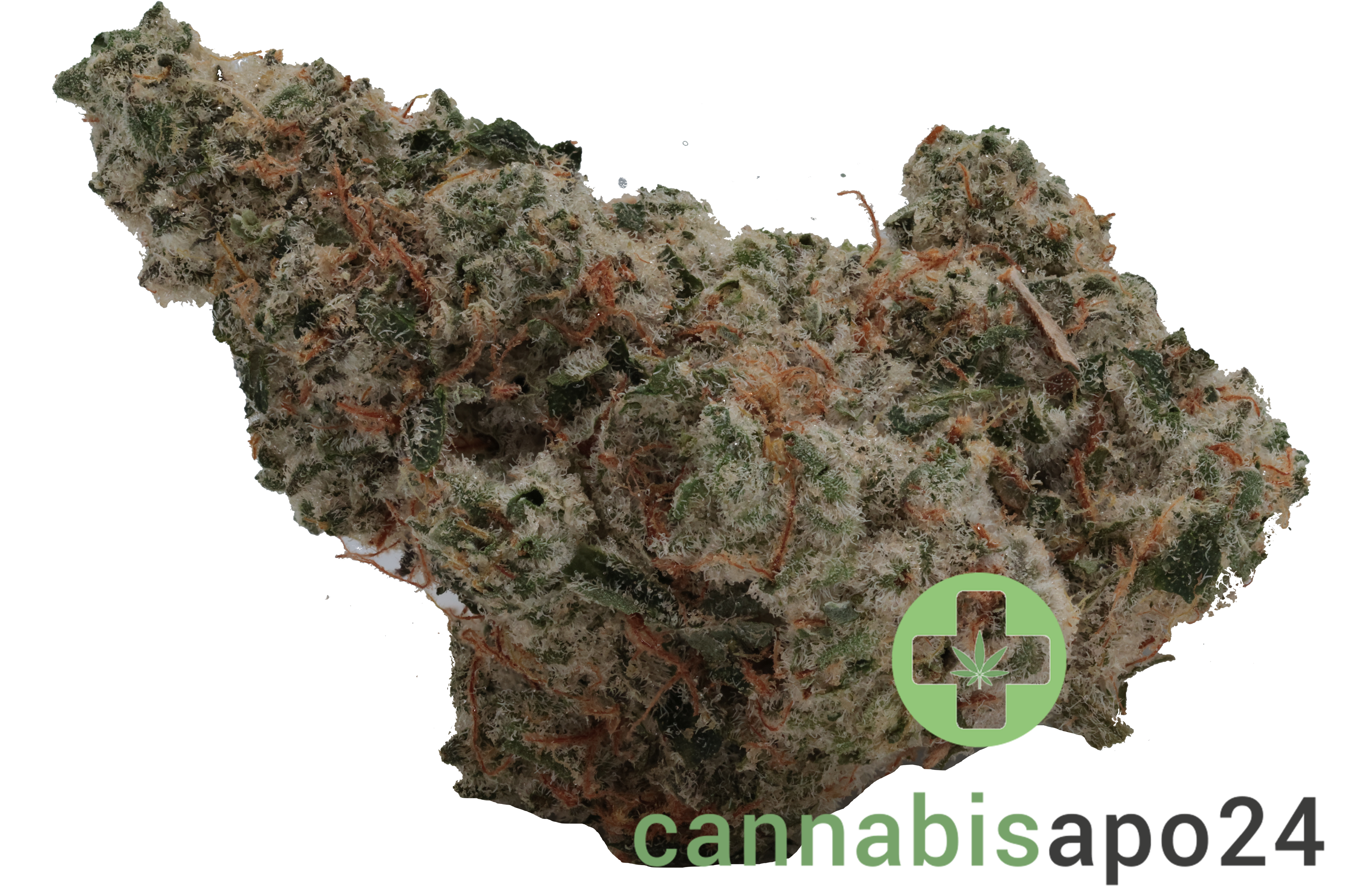 420 Evolution 33/1 CA ICC