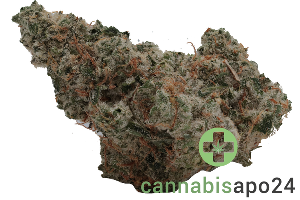 420 Evolution 33/1 CA ICC