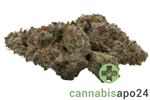 420 Evolution 22/1 CA Mac 1