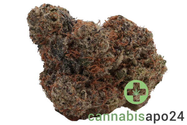 420 Evolution 22/1 CA MMI Miracle Mints