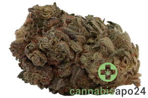 420 Evolution 22/1 CA PVB Private Banana