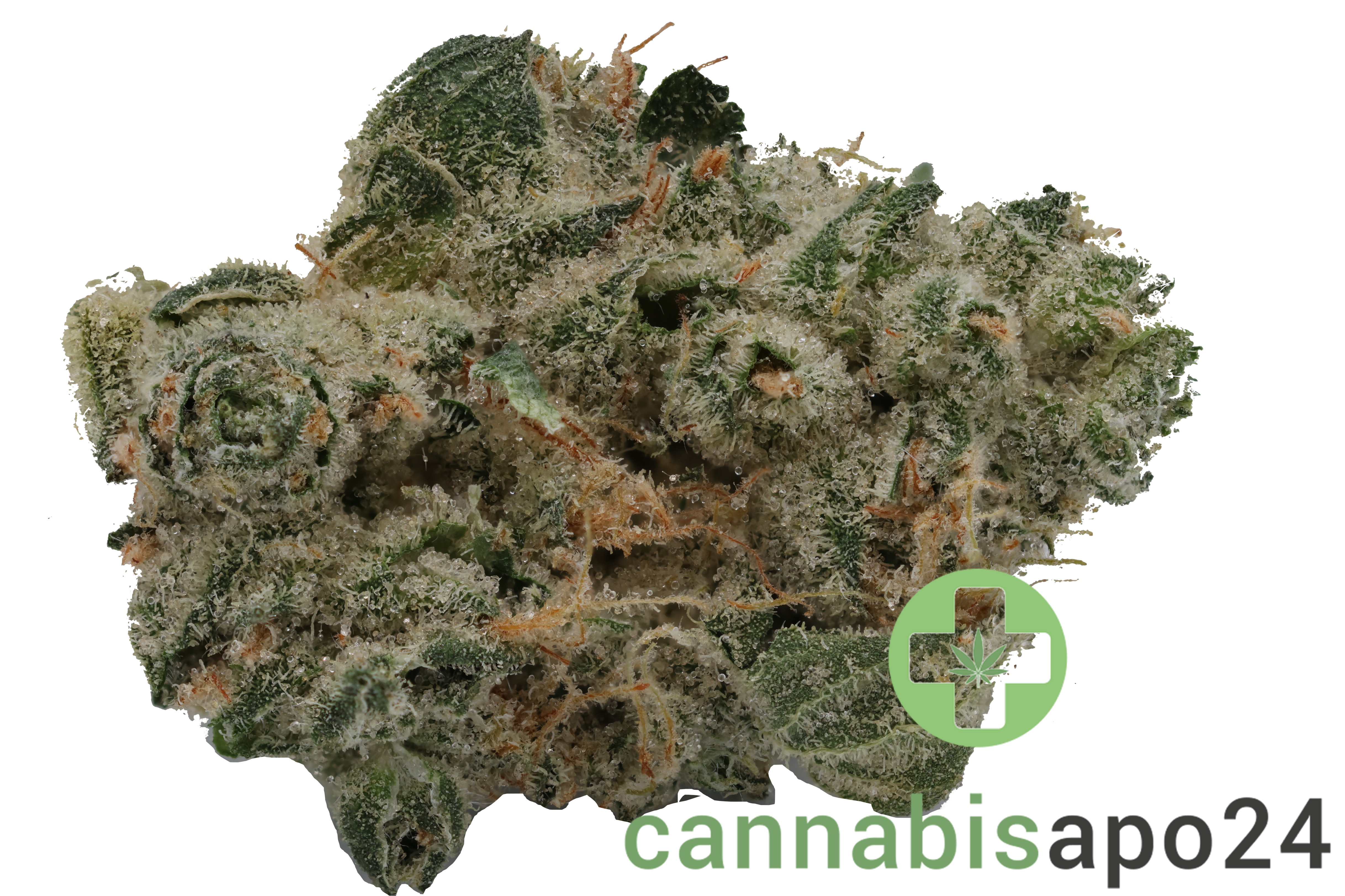 420 Evolution 30/1 CA GMO