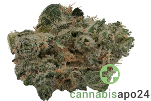 420 Evolution 30/1 CA GMO