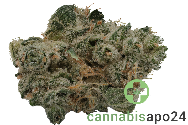 420 Evolution 30/1 CA GMO