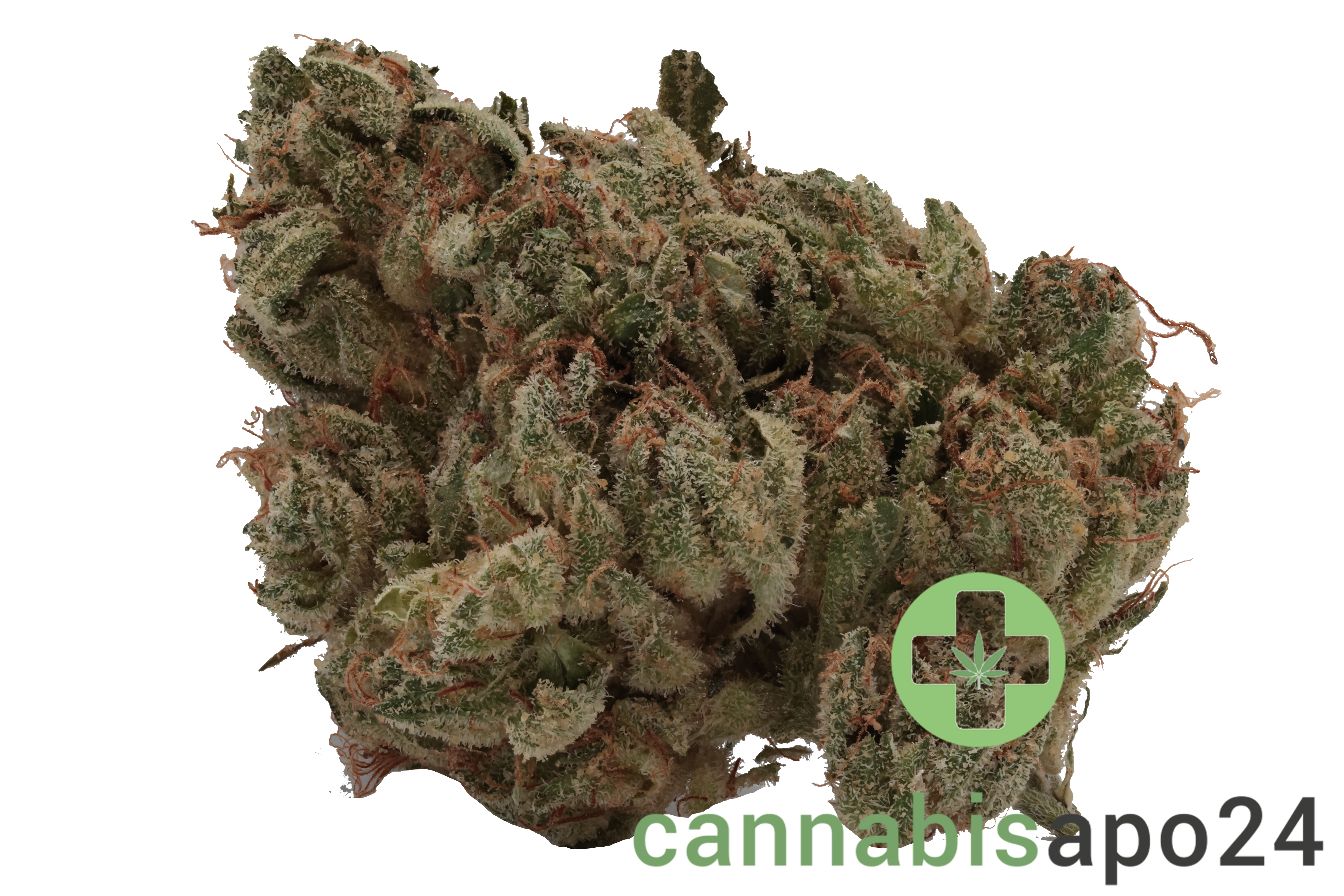 420 Evolution 27/1 CA BUL