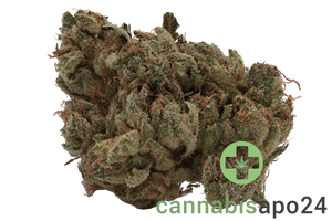 420 Evolution 27/1 CA BUL