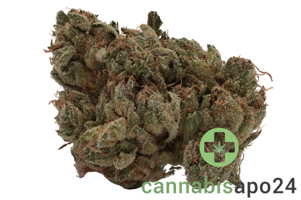 420 Evolution 27/1 CA BUL