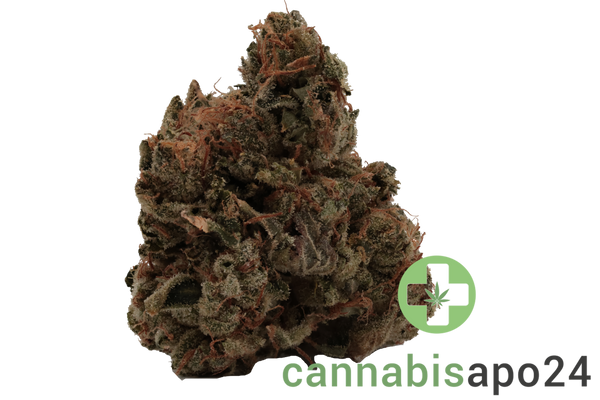 420 Evolution 25/1 CA BUL