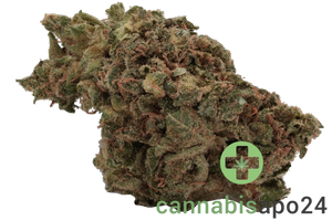 420 Sungrown 25/1 CA ZRP Zour Apple