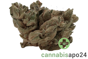 420 Evolution 20/1 CA PVB Private Banana