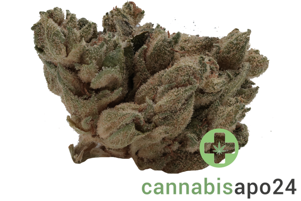 420 Evolution 20/1 CA PVB Private Banana