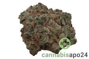 420 Evolution 25/1 CA PCH Peach Chementine