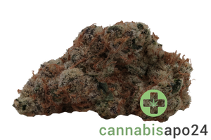 420 Evolution 30/1 CA MSP Masterpiece