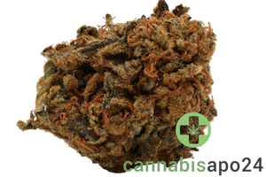 CM Indica light Kade's Kush