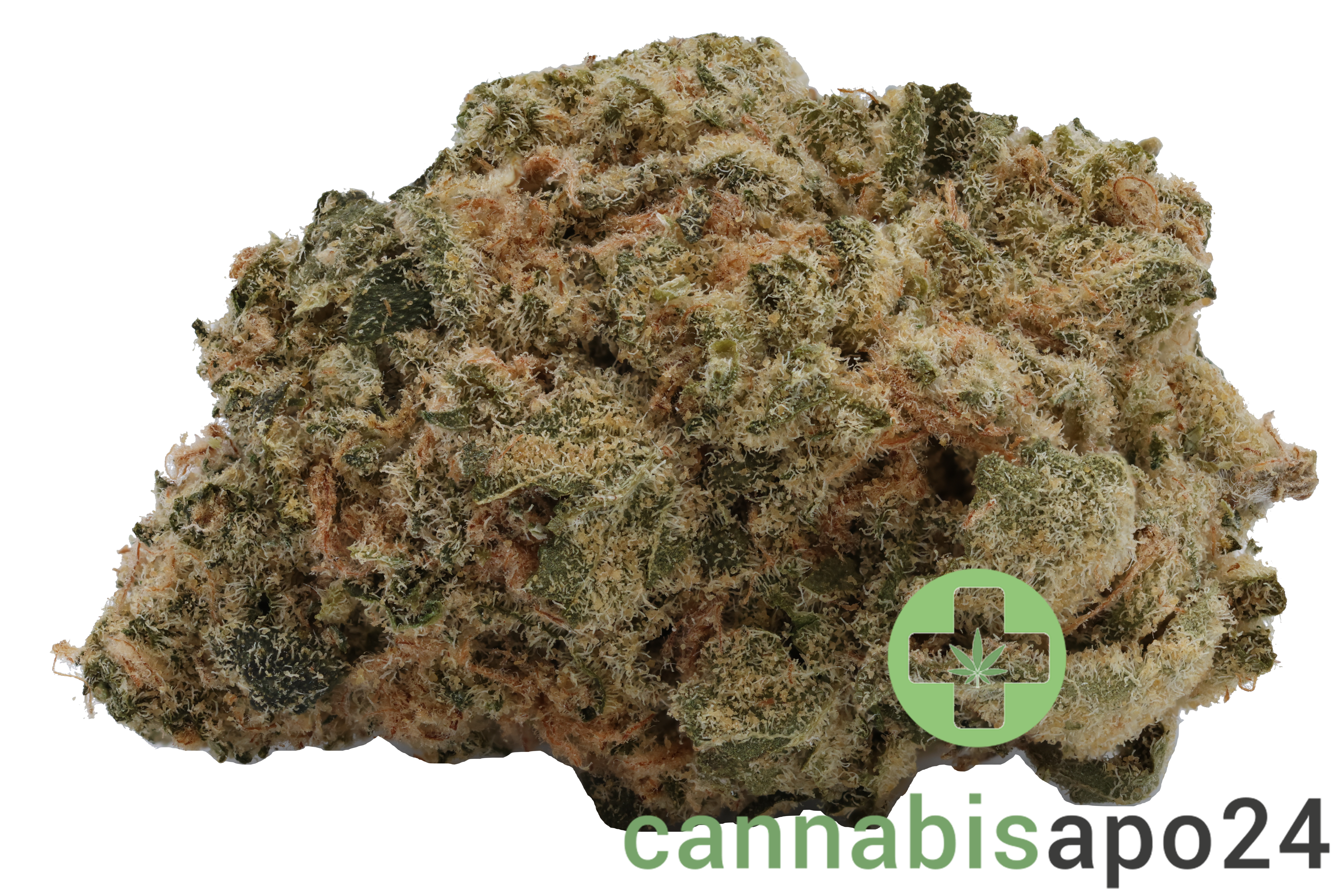 AVAAY 20/1 RG - Royal Gorilla