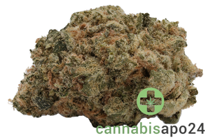 AVAAY 20/1 RG - Royal Gorilla