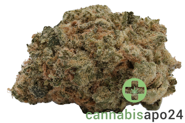 AVAAY 20/1 RG - Royal Gorilla