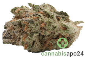 AVAAY 22/1 BCP - Black Cherry Punch