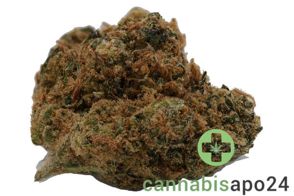 AVAAY 23/1 Critical Kush