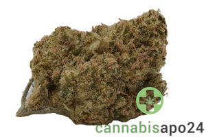 AVAAY 23/1 PYC - Peyote Critical