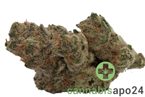 AVAAY 26/1 BCP - Black Cherry Punch