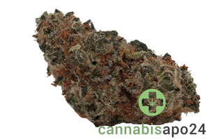 Bathera 23/1 Garlic Funk