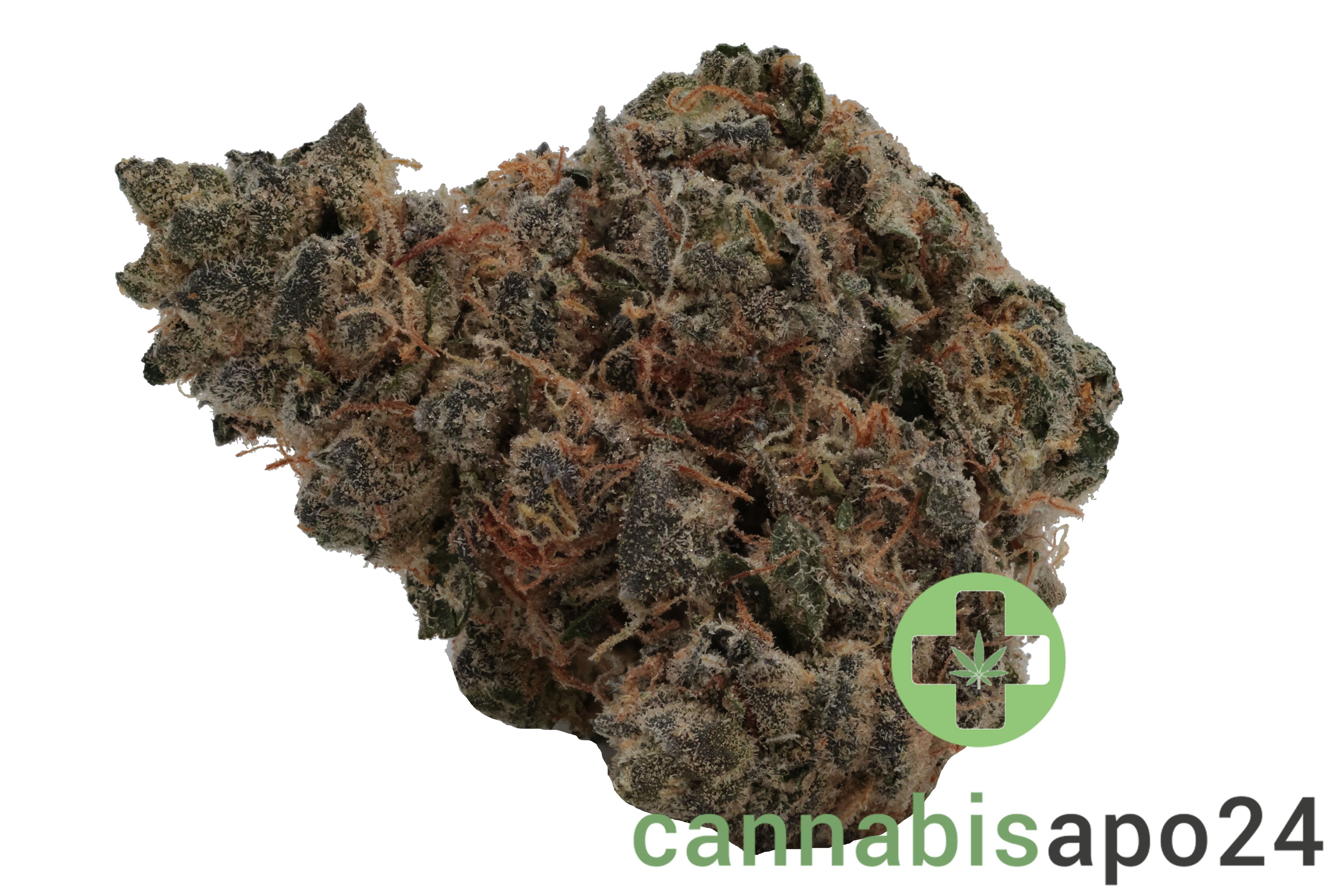 Bathera 26/1 DS Dank Sinatra