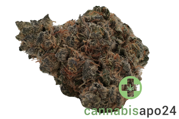 Bathera 26/1 DS Dank Sinatra
