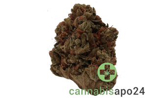 CM 24/1 OG Kush