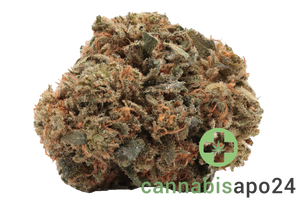 Cannamedical Balanced forte Mango Haze