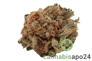 Cannamedical Balanced light