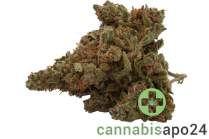 Cannamedical Hybrid forte - DK