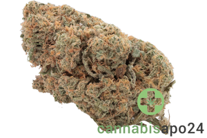Cannamedical Hybrid light NM - Casey Jones