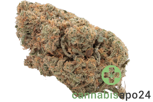 Cannamedical Hybrid light NM - Casey Jones