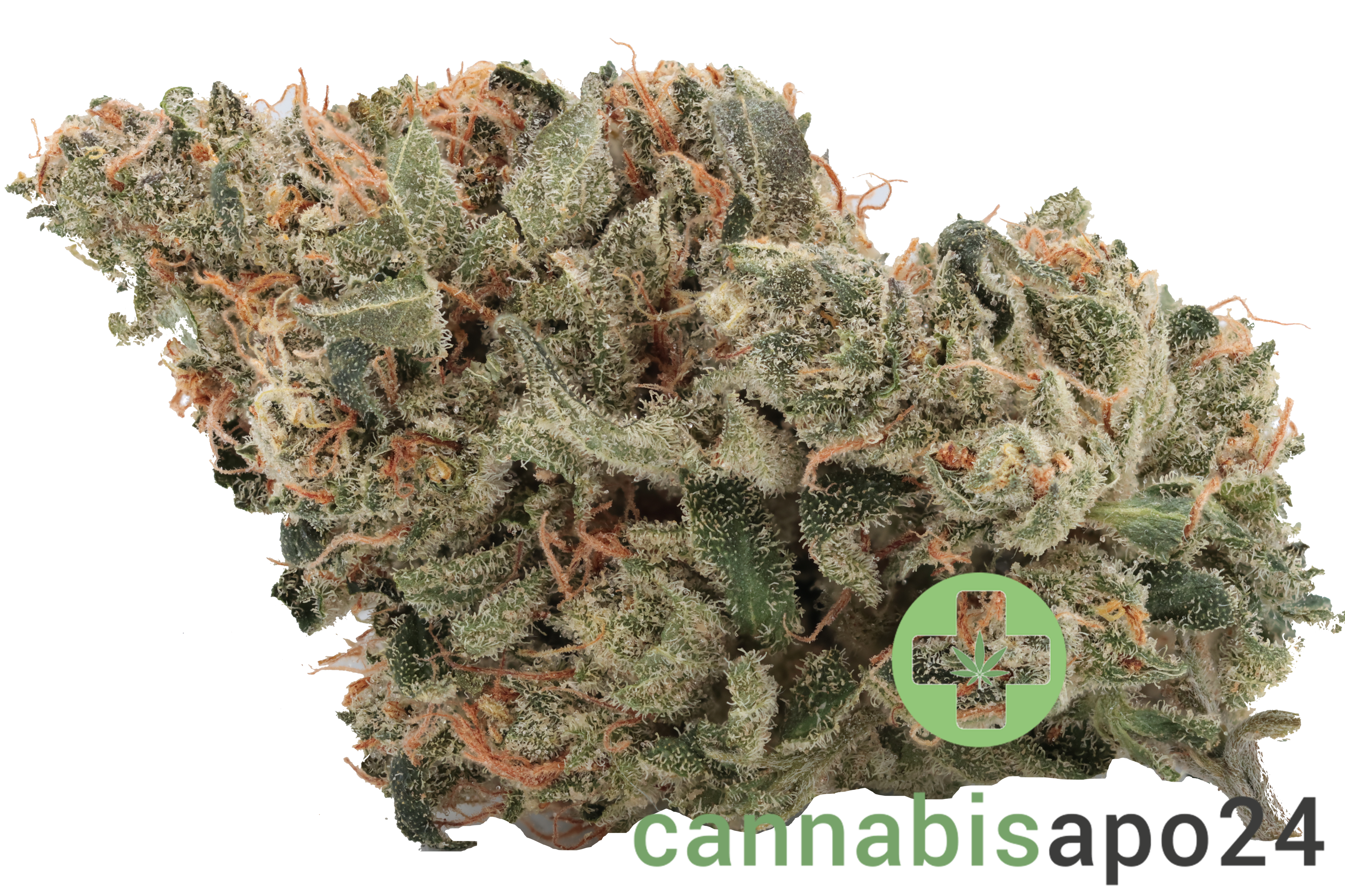 CM Indica classic NM