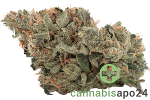 CM Indica classic NM